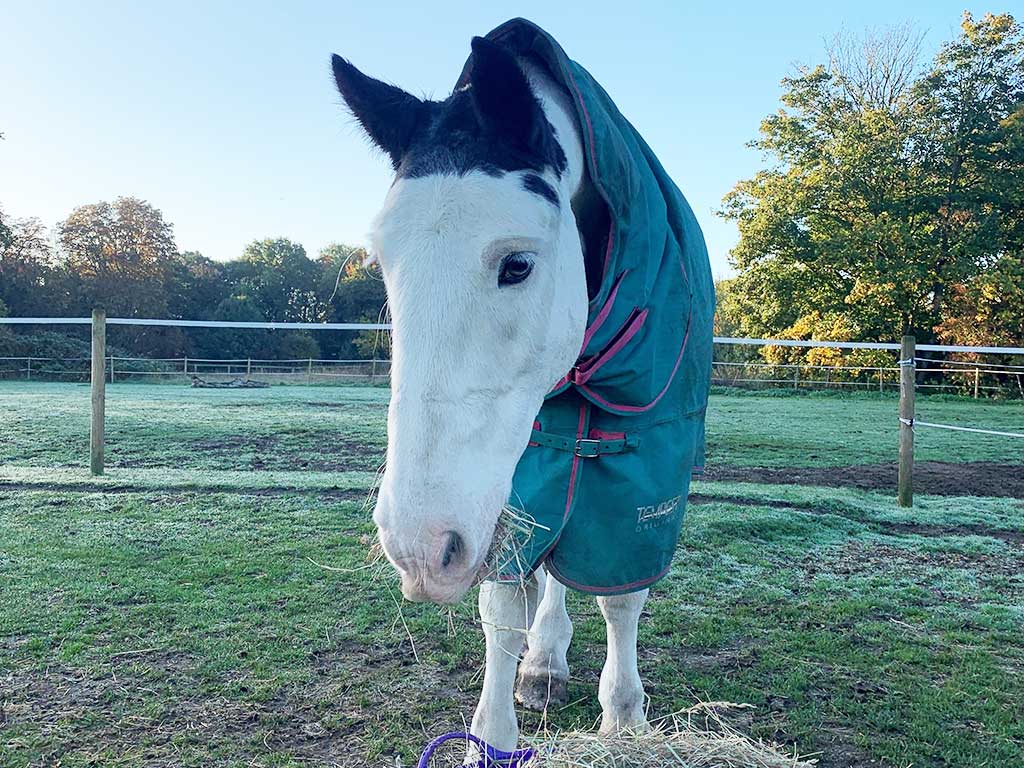 7 Autumn Equestrian Jobs To Do Now!