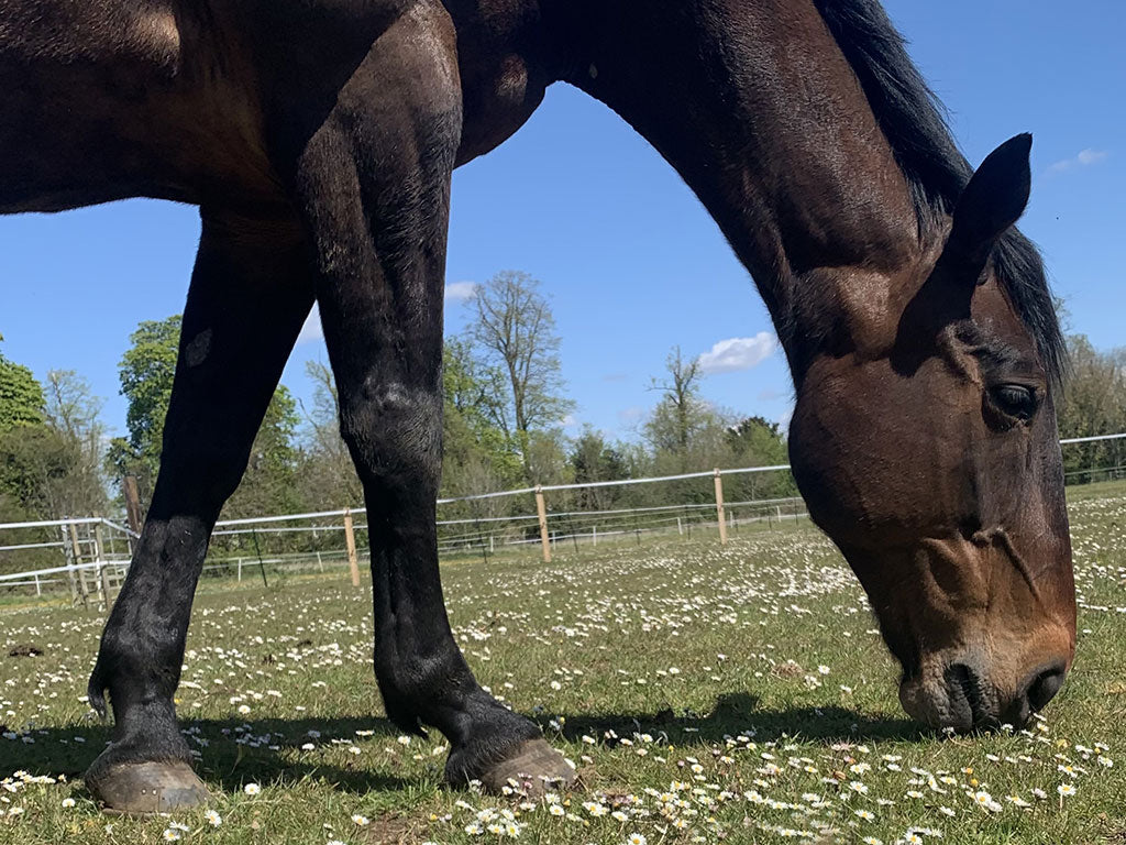 10 Ideas for a Fun Horsey Summer!