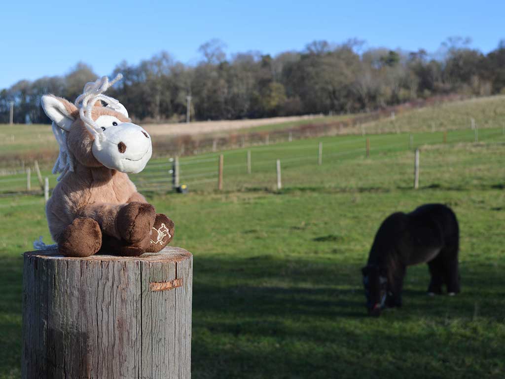 10 Top Tips to Tackle The Minefield of Horse Insurance!