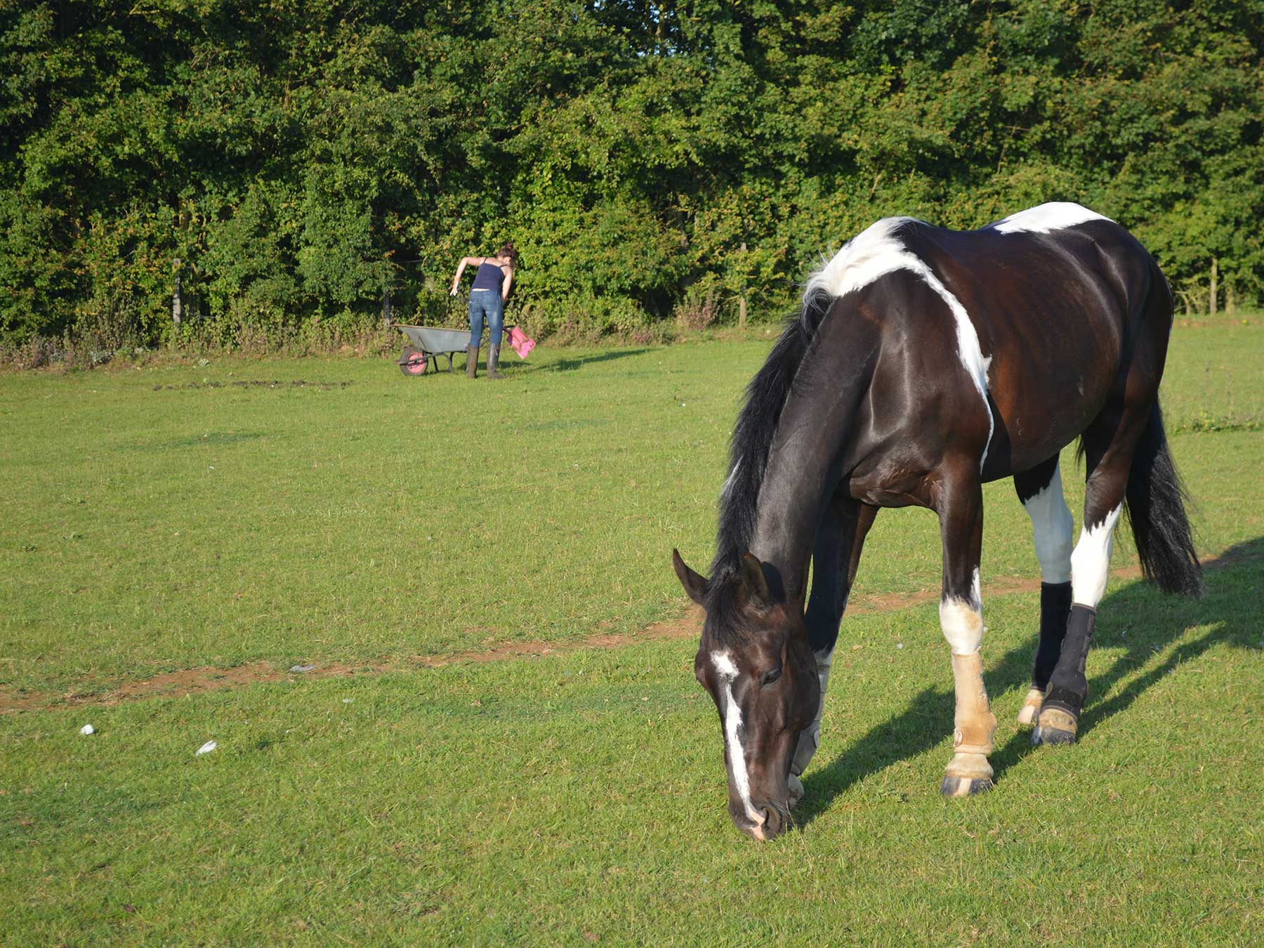 Equestrian World Struggling Blog