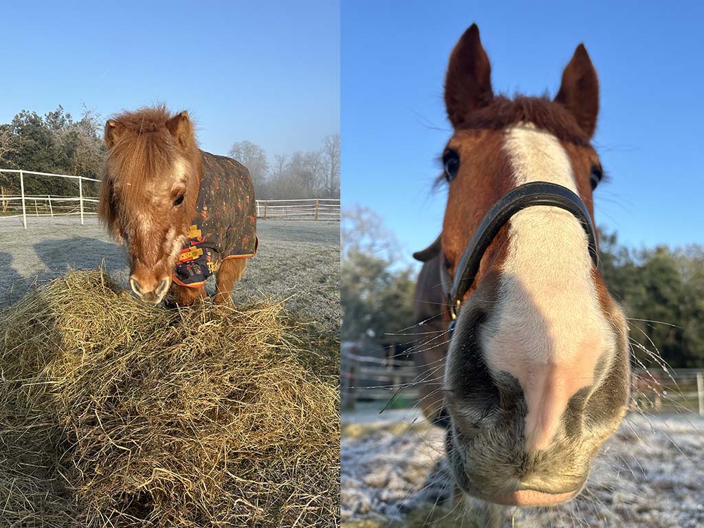 Equestrians, How Do We Beat Those January Blues?