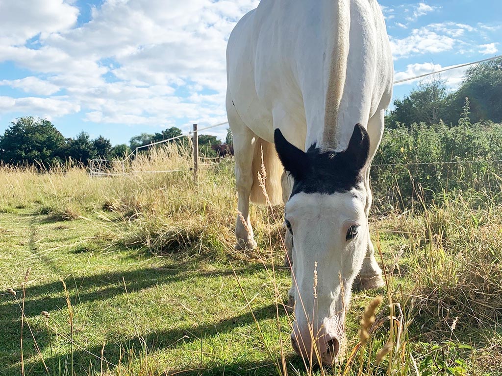 10 Non Horsey Items That are Yard Essentials
