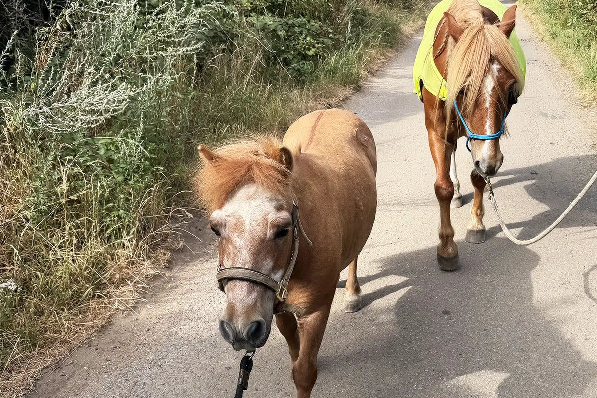 What to Pack for the Perfect Summer Pony Day