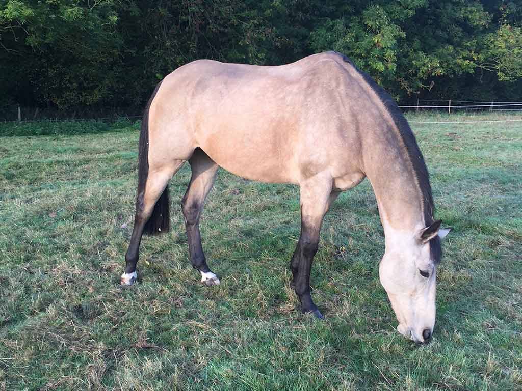 Top Tips To Settle Your Horse Into a New Yard